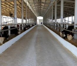 Karabük’te şap karantinası başlatıldı