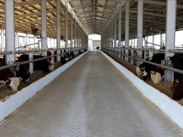 Karabük’te şap karantinası başlatıldı