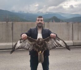 Safranbolu’da Vatandaşın Bulduğu Yaralı Şahin, Jandarmaya teslim edildi.