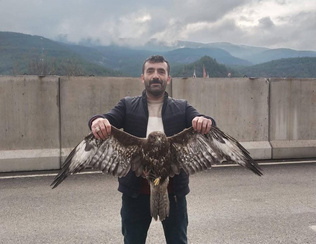 Safranbolu’da Vatandaşın Bulduğu Yaralı Şahin, Jandarmaya teslim edildi.
